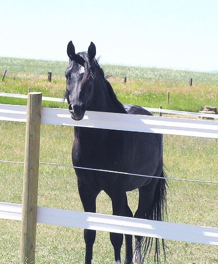 Horse_in_vinyl_fence